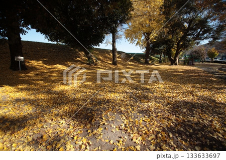 落ち葉の絨毯 133633697