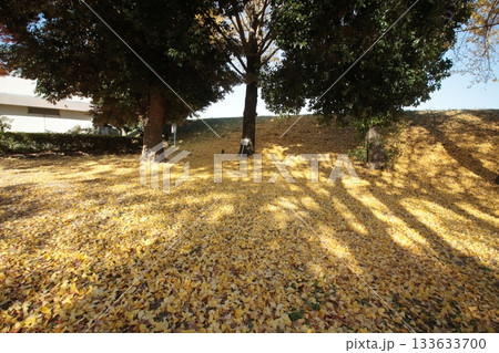 落ち葉の絨毯 落ち葉の絨毯 133633700