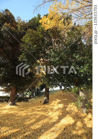 黄色に染まる秋の公園 133633703