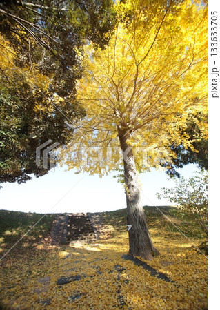 紅葉したイチョウ 133633705