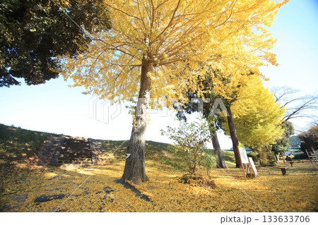 黄色に染まる秋の公園 黄色に染まる秋の公園 133633706