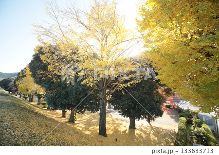 秋の紅葉したイチョウ並木 133633713