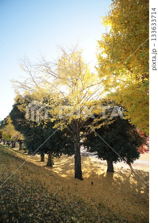 紅葉したイチョウの木 紅葉したイチョウの木 133633714