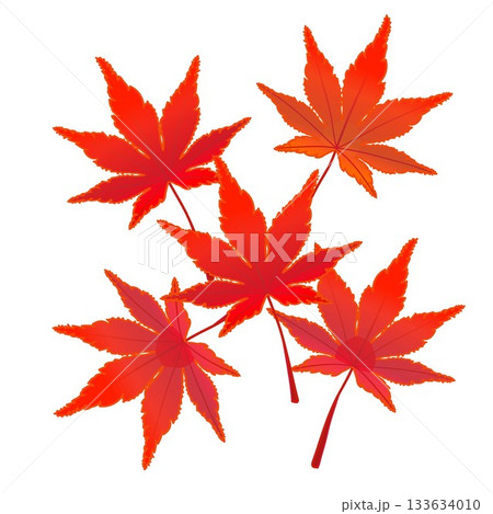 紅葉したモミジの葉っぱイラスト 133634010