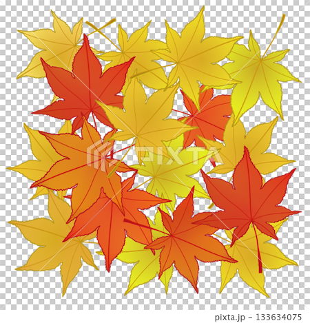 紅葉したモミジの葉っぱイラスト 紅葉したモミジの葉っぱイラスト 133634075