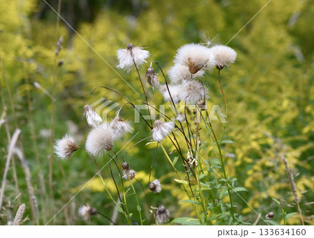 White fluff of a faded meadow Thistle flower White fluff of a faded meadow Thistle flower 133634160
