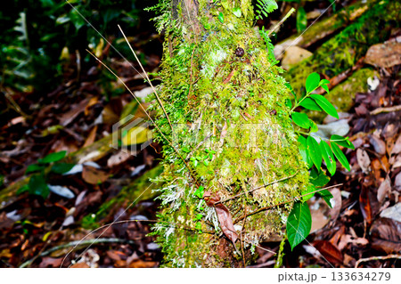 A close-up of green moss growing on the forest floor. Mosses are small plants often found in damp environments such as forests, lakeshores, or damp rocks. Mosses have distinctive characteristics that A close-up of green moss growing on the forest floor. Mosses are small plants often found in damp environments such as forests, lakeshores, or damp rocks. Mosses have distinctive characteristics that 133634279