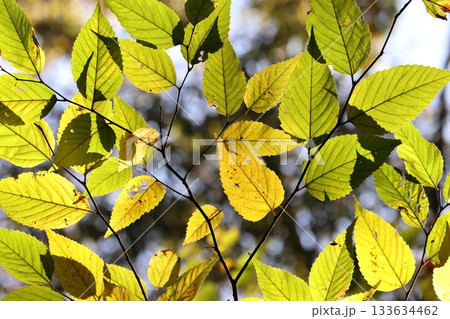 自然　植物　ムクノキ、十一月の雑木林で。日の光を透かして見る控えめな黄葉 133634462