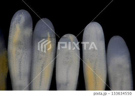 Clinostomum spp. are freshwater flukes with a worldwide distribution and a complex life cycle involving multiple hosts, including snails (intermediate hosts), fish or amphibians (secondary intermediat Clinostomum spp. are freshwater flukes with a worldwide distribution and a complex life cycle involving multiple hosts, including snails (intermediate hosts), fish or amphibians (secondary intermediat 133634550