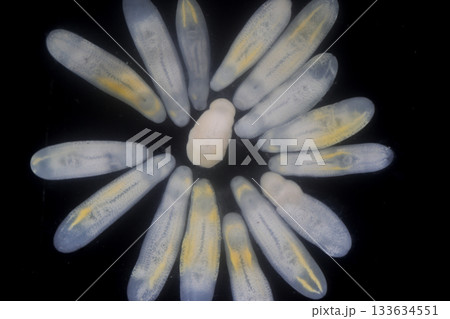 Clinostomum spp. are freshwater flukes with a worldwide distribution and a complex life cycle involving multiple hosts, including snails (intermediate hosts), fish or amphibians (secondary intermediat Clinostomum spp. are freshwater flukes with a worldwide distribution and a complex life cycle involving multiple hosts, including snails (intermediate hosts), fish or amphibians (secondary intermediat 133634551