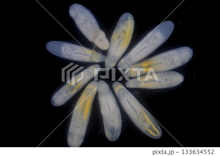 Clinostomum spp. are freshwater flukes with a worldwide distribution and a complex life cycle involving multiple hosts, including snails (intermediate hosts), fish or amphibians (secondary intermediat 133634552