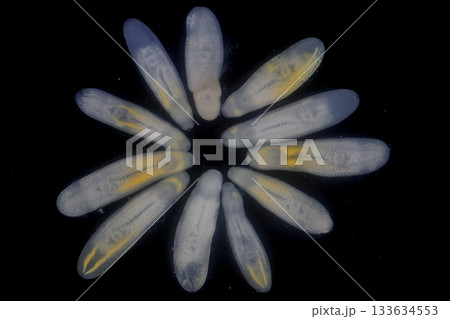 Clinostomum spp. are freshwater flukes with a worldwide distribution and a complex life cycle involving multiple hosts, including snails (intermediate hosts), fish or amphibians (secondary intermediat Clinostomum spp. are freshwater flukes with a worldwide distribution and a complex life cycle involving multiple hosts, including snails (intermediate hosts), fish or amphibians (secondary intermediat 133634553