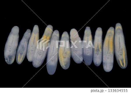 Clinostomum spp. are freshwater flukes with a worldwide distribution and a complex life cycle involving multiple hosts, including snails (intermediate hosts), fish or amphibians (secondary intermediat Clinostomum spp. are freshwater flukes with a worldwide distribution and a complex life cycle involving multiple hosts, including snails (intermediate hosts), fish or amphibians (secondary intermediat 133634555