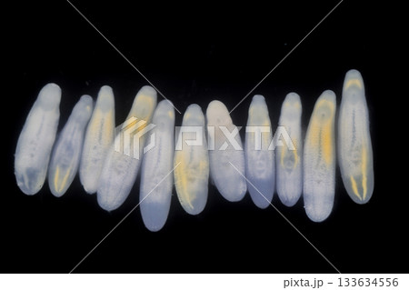 Clinostomum spp. are freshwater flukes with a worldwide distribution and a complex life cycle involving multiple hosts, including snails (intermediate hosts), fish or amphibians (secondary intermediat Clinostomum spp. are freshwater flukes with a worldwide distribution and a complex life cycle involving multiple hosts, including snails (intermediate hosts), fish or amphibians (secondary intermediat 133634556