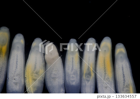 Clinostomum spp. are freshwater flukes with a worldwide distribution and a complex life cycle involving multiple hosts, including snails (intermediate hosts), fish or amphibians (secondary intermediat Clinostomum spp. are freshwater flukes with a worldwide distribution and a complex life cycle involving multiple hosts, including snails (intermediate hosts), fish or amphibians (secondary intermediat 133634557