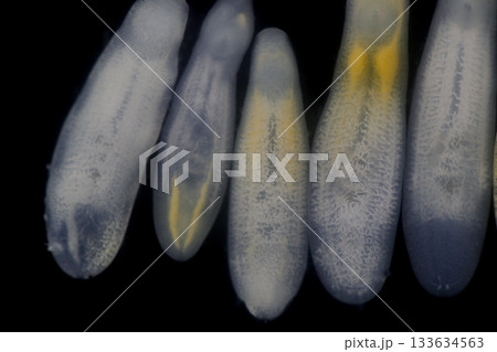 Clinostomum spp. are freshwater flukes with a worldwide distribution and a complex life cycle involving multiple hosts, including snails (intermediate hosts), fish or amphibians (secondary intermediat 133634563
