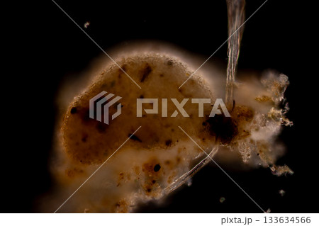 Clinostomum spp. are freshwater flukes with a worldwide distribution and a complex life cycle involving multiple hosts, including snails (intermediate hosts), fish or amphibians (secondary intermediat 133634566
