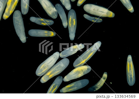 Clinostomum spp. are freshwater flukes with a worldwide distribution and a complex life cycle involving multiple hosts, including snails (intermediate hosts), fish or amphibians (secondary intermediat Clinostomum spp. are freshwater flukes with a worldwide distribution and a complex life cycle involving multiple hosts, including snails (intermediate hosts), fish or amphibians (secondary intermediat 133634569