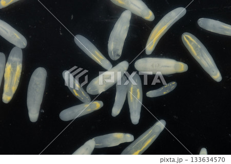Clinostomum spp. are freshwater flukes with a worldwide distribution and a complex life cycle involving multiple hosts, including snails (intermediate hosts), fish or amphibians (secondary intermediat 133634570
