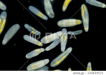 Clinostomum spp. are freshwater flukes with a worldwide distribution and a complex life cycle involving multiple hosts, including snails (intermediate hosts), fish or amphibians (secondary intermediat 133634571