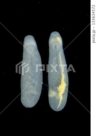Clinostomum spp. are freshwater flukes with a worldwide distribution and a complex life cycle involving multiple hosts, including snails (intermediate hosts), fish or amphibians (secondary intermediat 133634572