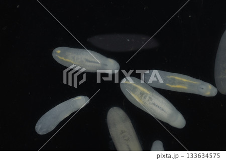 Clinostomum spp. are freshwater flukes with a worldwide distribution and a complex life cycle involving multiple hosts, including snails (intermediate hosts), fish or amphibians (secondary intermediat Clinostomum spp. are freshwater flukes with a worldwide distribution and a complex life cycle involving multiple hosts, including snails (intermediate hosts), fish or amphibians (secondary intermediat 133634575