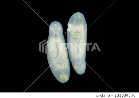 Clinostomum spp. are freshwater flukes with a worldwide distribution and a complex life cycle involving multiple hosts, including snails (intermediate hosts), fish or amphibians (secondary intermediat Clinostomum spp. are freshwater flukes with a worldwide distribution and a complex life cycle involving multiple hosts, including snails (intermediate hosts), fish or amphibians (secondary intermediat 133634576
