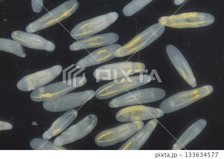 Clinostomum spp. are freshwater flukes with a worldwide distribution and a complex life cycle involving multiple hosts, including snails (intermediate hosts), fish or amphibians (secondary intermediat Clinostomum spp. are freshwater flukes with a worldwide distribution and a complex life cycle involving multiple hosts, including snails (intermediate hosts), fish or amphibians (secondary intermediat 133634577