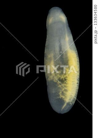 Clinostomum spp. are freshwater flukes with a worldwide distribution and a complex life cycle involving multiple hosts, including snails (intermediate hosts), fish or amphibians (secondary intermediat 133634580