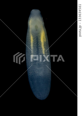 Clinostomum spp. are freshwater flukes with a worldwide distribution and a complex life cycle involving multiple hosts, including snails (intermediate hosts), fish or amphibians (secondary intermediat 133634581