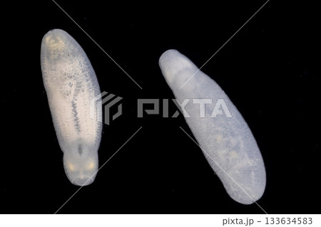 Clinostomum spp. are freshwater flukes with a worldwide distribution and a complex life cycle involving multiple hosts, including snails (intermediate hosts), fish or amphibians (secondary intermediat 133634583