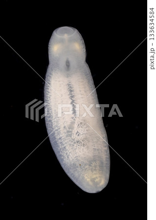 Clinostomum spp. are freshwater flukes with a worldwide distribution and a complex life cycle involving multiple hosts, including snails (intermediate hosts), fish or amphibians (secondary intermediat 133634584