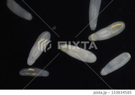 Clinostomum spp. are freshwater flukes with a worldwide distribution and a complex life cycle involving multiple hosts, including snails (intermediate hosts), fish or amphibians (secondary intermediat 133634585
