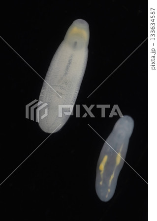Clinostomum spp. are freshwater flukes with a worldwide distribution and a complex life cycle involving multiple hosts, including snails (intermediate hosts), fish or amphibians (secondary intermediat Clinostomum spp. are freshwater flukes with a worldwide distribution and a complex life cycle involving multiple hosts, including snails (intermediate hosts), fish or amphibians (secondary intermediat 133634587