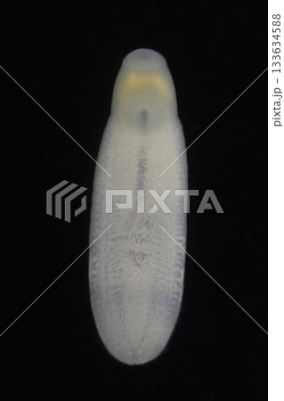 Clinostomum spp. are freshwater flukes with a worldwide distribution and a complex life cycle involving multiple hosts, including snails (intermediate hosts), fish or amphibians (secondary intermediat Clinostomum spp. are freshwater flukes with a worldwide distribution and a complex life cycle involving multiple hosts, including snails (intermediate hosts), fish or amphibians (secondary intermediat 133634588
