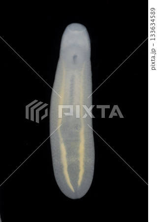 Clinostomum spp. are freshwater flukes with a worldwide distribution and a complex life cycle involving multiple hosts, including snails (intermediate hosts), fish or amphibians (secondary intermediat 133634589