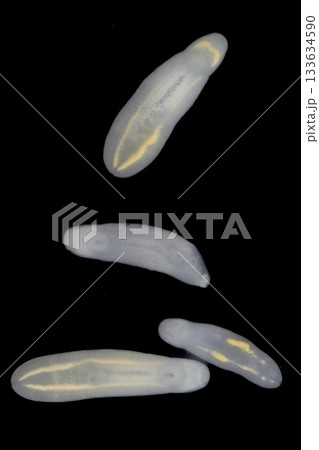 Clinostomum spp. are freshwater flukes with a worldwide distribution and a complex life cycle involving multiple hosts, including snails (intermediate hosts), fish or amphibians (secondary intermediat Clinostomum spp. are freshwater flukes with a worldwide distribution and a complex life cycle involving multiple hosts, including snails (intermediate hosts), fish or amphibians (secondary intermediat 133634590