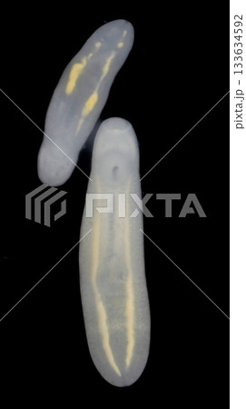 Clinostomum spp. are freshwater flukes with a worldwide distribution and a complex life cycle involving multiple hosts, including snails (intermediate hosts), fish or amphibians (secondary intermediat Clinostomum spp. are freshwater flukes with a worldwide distribution and a complex life cycle involving multiple hosts, including snails (intermediate hosts), fish or amphibians (secondary intermediat 133634592