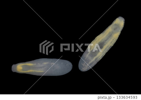 Clinostomum spp. are freshwater flukes with a worldwide distribution and a complex life cycle involving multiple hosts, including snails (intermediate hosts), fish or amphibians (secondary intermediat Clinostomum spp. are freshwater flukes with a worldwide distribution and a complex life cycle involving multiple hosts, including snails (intermediate hosts), fish or amphibians (secondary intermediat 133634593