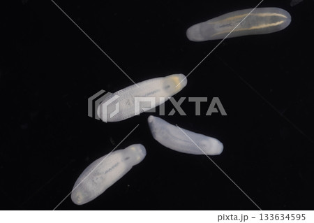 Clinostomum spp. are freshwater flukes with a worldwide distribution and a complex life cycle involving multiple hosts, including snails (intermediate hosts), fish or amphibians (secondary intermediat Clinostomum spp. are freshwater flukes with a worldwide distribution and a complex life cycle involving multiple hosts, including snails (intermediate hosts), fish or amphibians (secondary intermediat 133634595