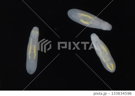 Clinostomum spp. are freshwater flukes with a worldwide distribution and a complex life cycle involving multiple hosts, including snails (intermediate hosts), fish or amphibians (secondary intermediat 133634596