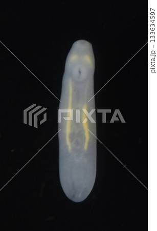 Clinostomum spp. are freshwater flukes with a worldwide distribution and a complex life cycle involving multiple hosts, including snails (intermediate hosts), fish or amphibians (secondary intermediat Clinostomum spp. are freshwater flukes with a worldwide distribution and a complex life cycle involving multiple hosts, including snails (intermediate hosts), fish or amphibians (secondary intermediat 133634597