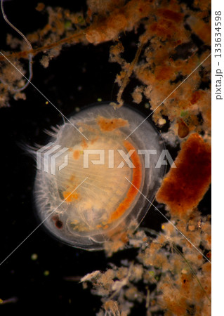 Clinostomum spp. are freshwater flukes with a worldwide distribution and a complex life cycle involving multiple hosts, including snails (intermediate hosts), fish or amphibians (secondary intermediat Clinostomum spp. are freshwater flukes with a worldwide distribution and a complex life cycle involving multiple hosts, including snails (intermediate hosts), fish or amphibians (secondary intermediat 133634598