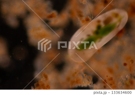 Clinostomum spp. are freshwater flukes with a worldwide distribution and a complex life cycle involving multiple hosts, including snails (intermediate hosts), fish or amphibians (secondary intermediat 133634600