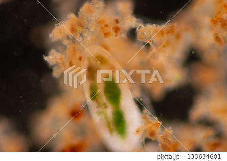 Clinostomum spp. are freshwater flukes with a worldwide distribution and a complex life cycle involving multiple hosts, including snails (intermediate hosts), fish or amphibians (secondary intermediat Clinostomum spp. are freshwater flukes with a worldwide distribution and a complex life cycle involving multiple hosts, including snails (intermediate hosts), fish or amphibians (secondary intermediat 133634601