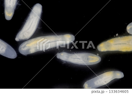Clinostomum spp. are freshwater flukes with a worldwide distribution and a complex life cycle involving multiple hosts, including snails (intermediate hosts), fish or amphibians (secondary intermediat Clinostomum spp. are freshwater flukes with a worldwide distribution and a complex life cycle involving multiple hosts, including snails (intermediate hosts), fish or amphibians (secondary intermediat 133634605
