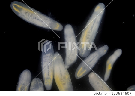 Clinostomum spp. are freshwater flukes with a worldwide distribution and a complex life cycle involving multiple hosts, including snails (intermediate hosts), fish or amphibians (secondary intermediat 133634607