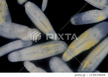 Clinostomum spp. are freshwater flukes with a worldwide distribution and a complex life cycle involving multiple hosts, including snails (intermediate hosts), fish or amphibians (secondary intermediat Clinostomum spp. are freshwater flukes with a worldwide distribution and a complex life cycle involving multiple hosts, including snails (intermediate hosts), fish or amphibians (secondary intermediat 133634609