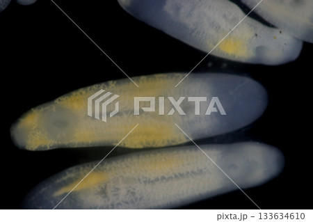 Clinostomum spp. are freshwater flukes with a worldwide distribution and a complex life cycle involving multiple hosts, including snails (intermediate hosts), fish or amphibians (secondary intermediat 133634610