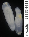 Clinostomum spp. are freshwater flukes with a worldwide distribution and a complex life cycle involving multiple hosts, including snails (intermediate hosts), fish or amphibians (secondary intermediat 133634611